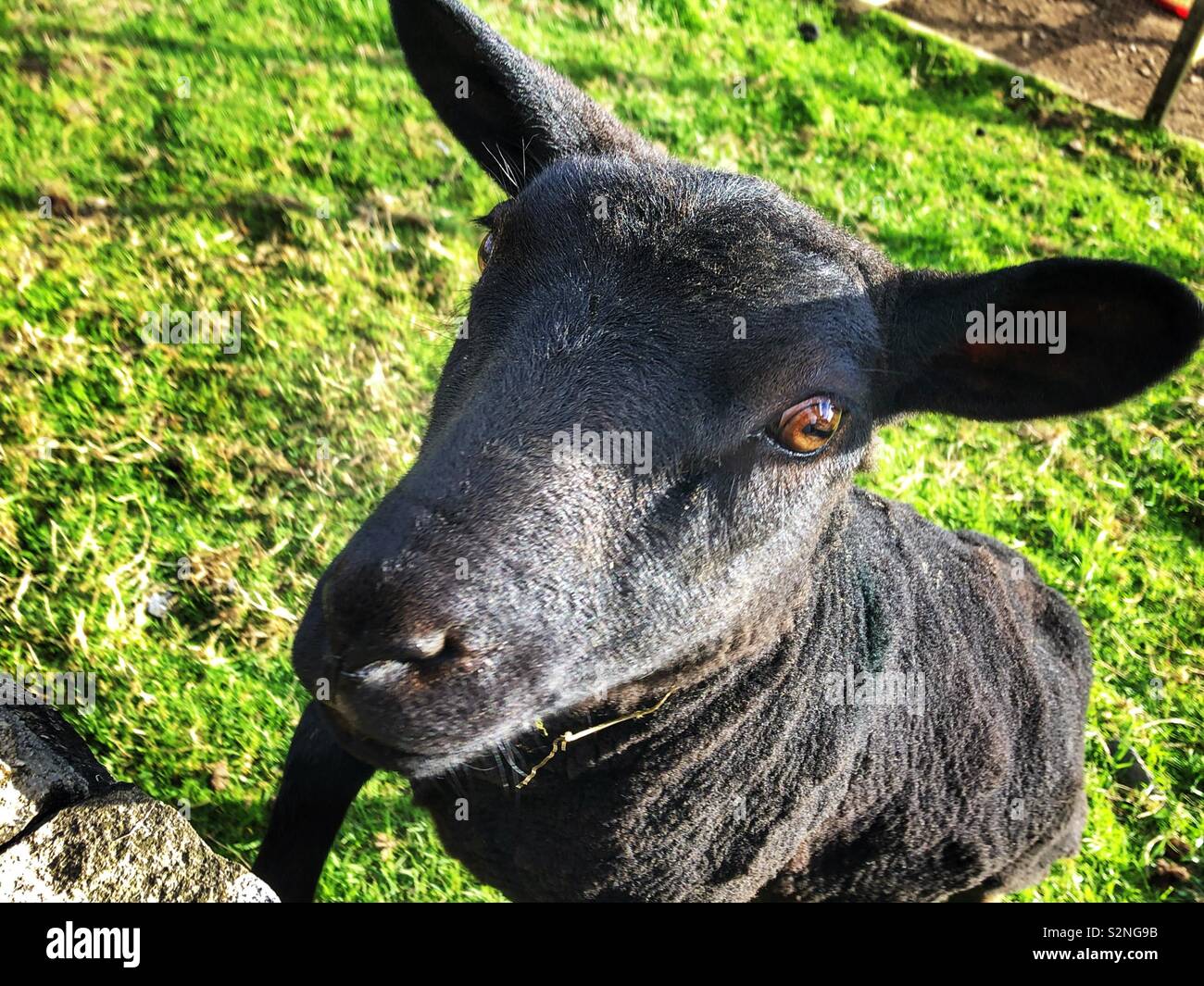 Frisch geschoren Schwarze Schafe Stockfoto