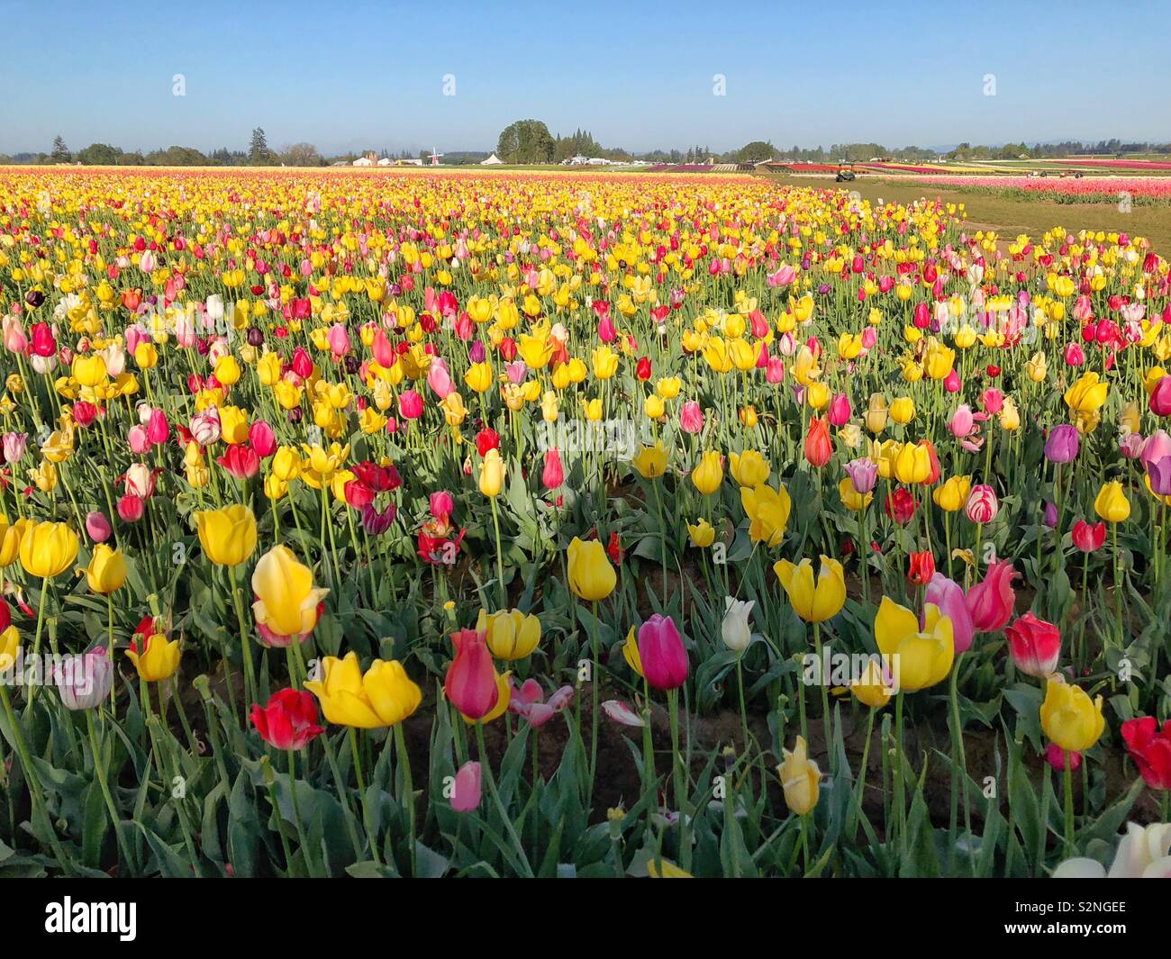 Tulpen wachsen in einem Feld, so weit das Auge kann an einem sonnigen Morgen sehen. Stockfoto