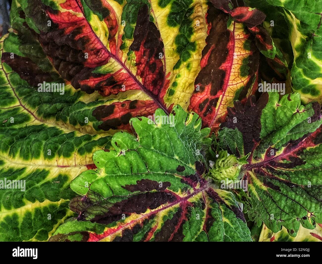 Full Frame von Kong Coleus, Solenostemon scutellarioides, eine bunte Zimmerpflanze. Stockfoto