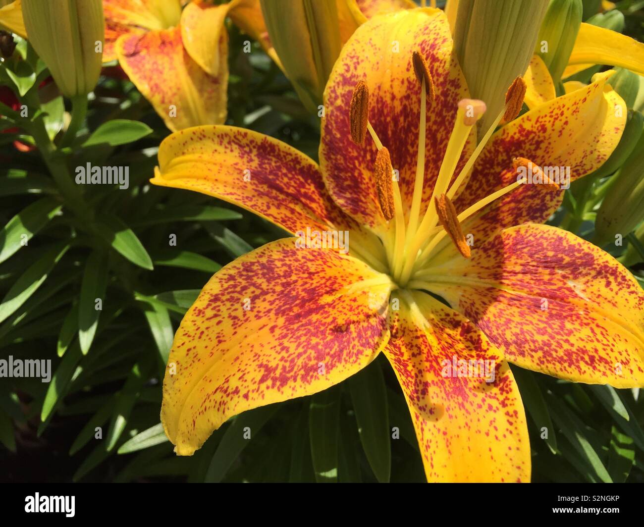 Schöne asiatische Lilie (Lilium asiatica). Stockfoto