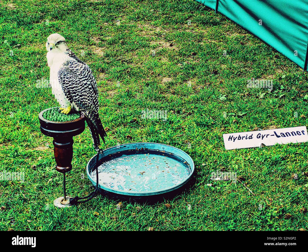 Hybrid Gyr-Lanner Peregrine-Lanner Falcon Falcon anzeigen Stockfoto