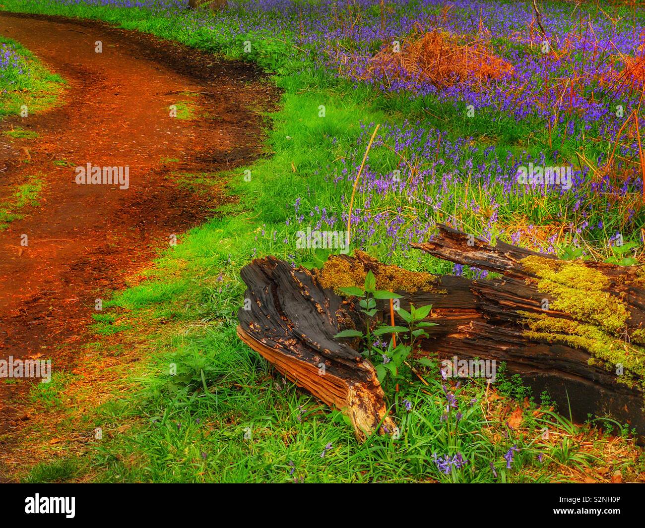 Bluebell Woods, Pfad und Moos bedeckt Baumstamm Stockfoto