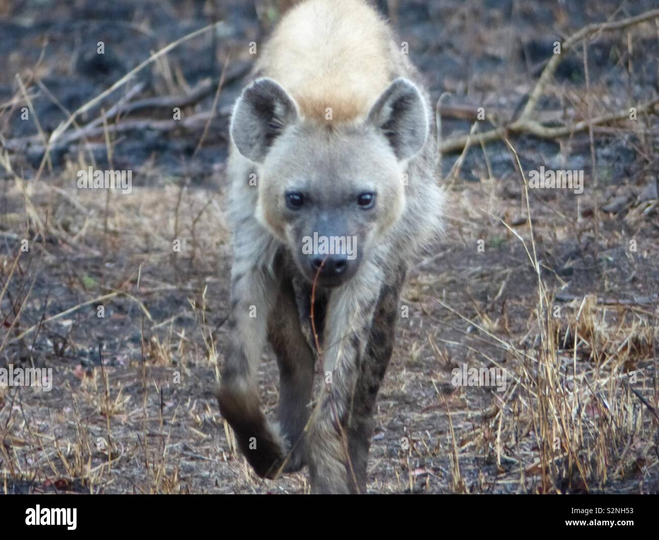 Hyäne im Kruger Park Stockfoto