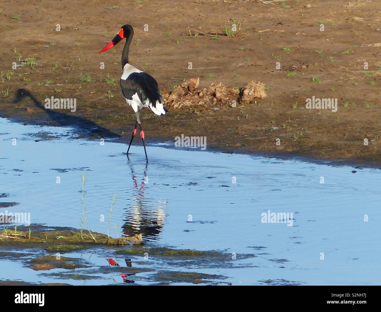 Saddlebill stork Kruger Park Stockfoto