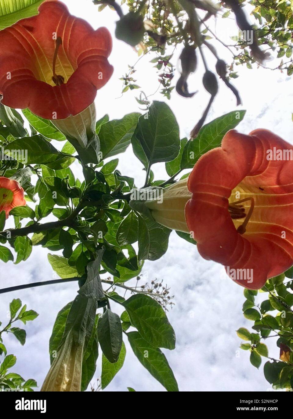 Apricot Farbe Blumen gegen den Himmel Stockfoto