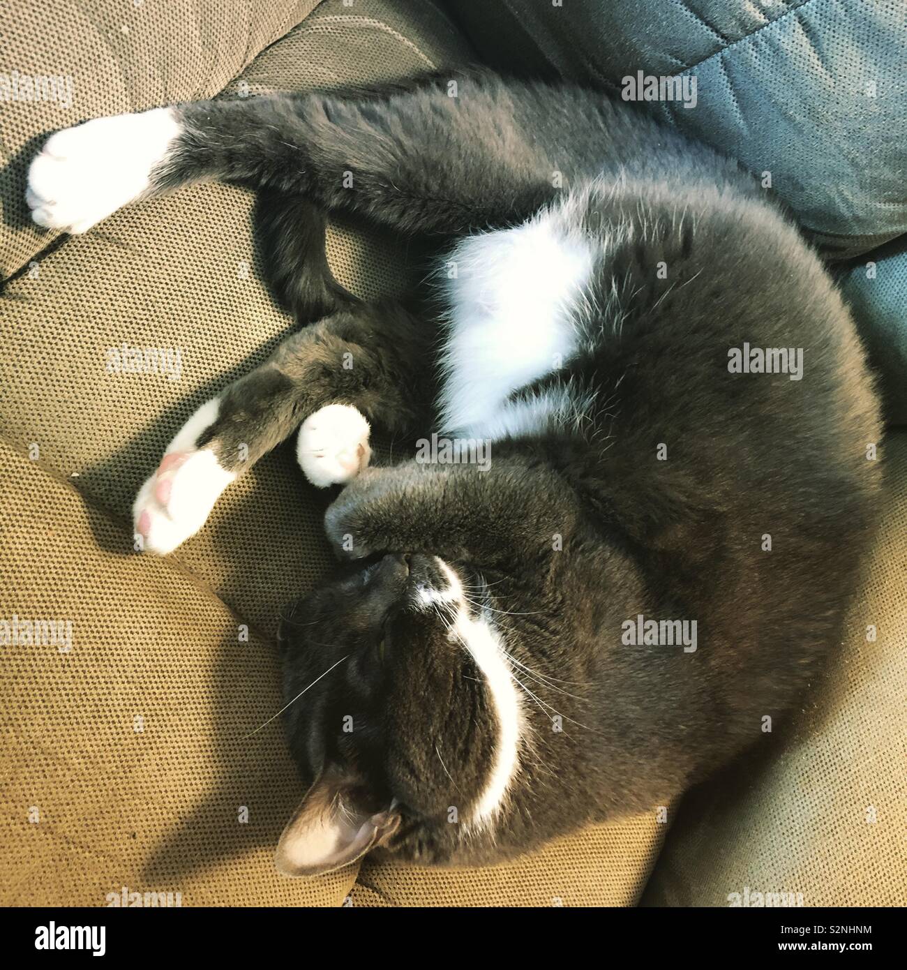 Schlafen tuxedo cat Stockfoto