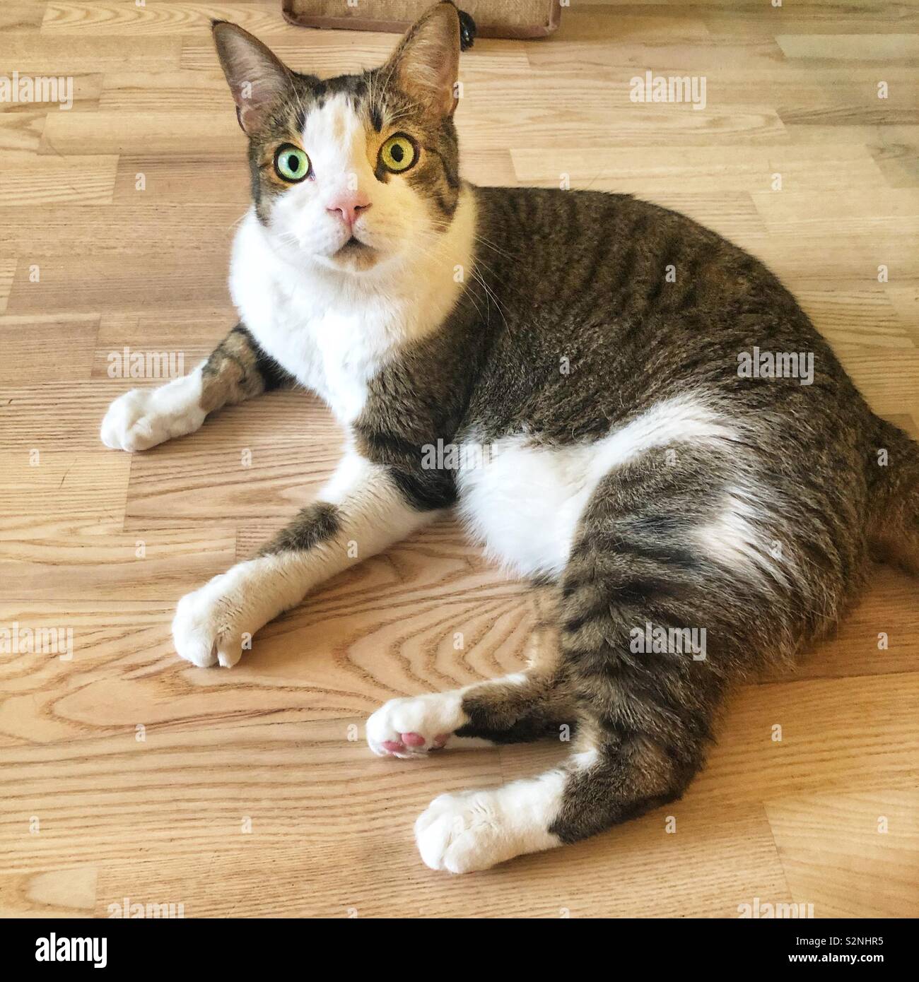 Eine Katze mit grünen Augen auf einem Holzboden Stockfoto