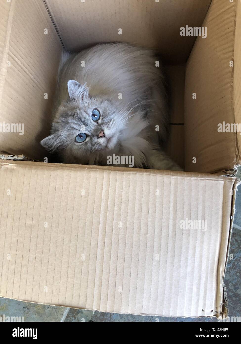 Katze in einer box Stockfoto