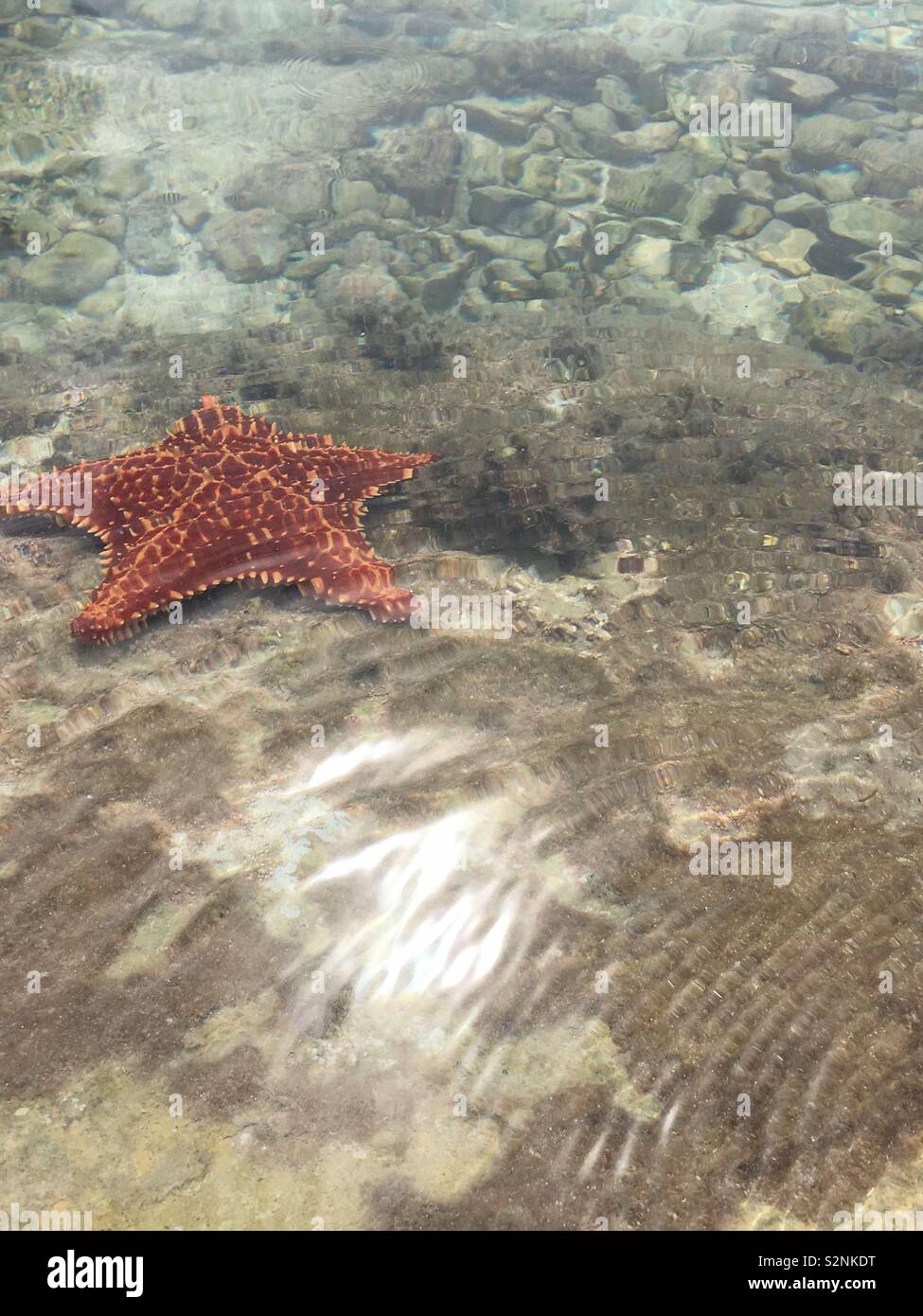 In Montego Bay Starfish Stockfoto