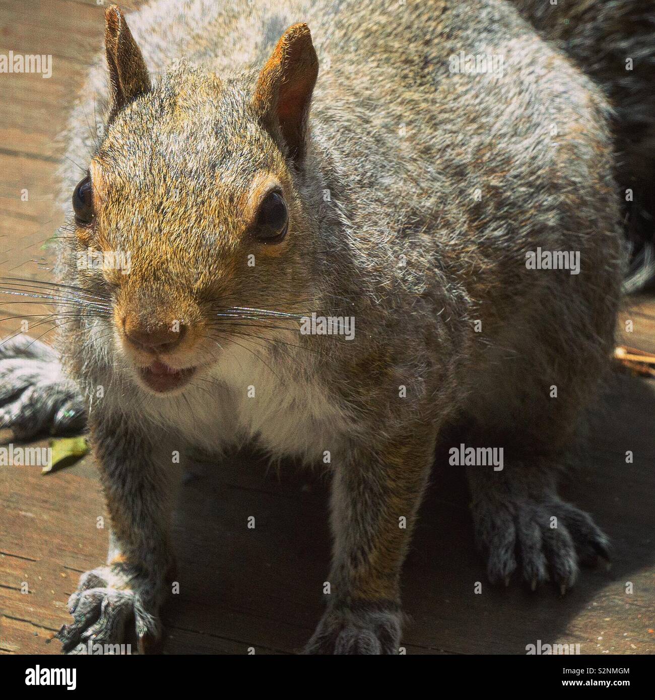 Eichhörnchen auf deck Stockfoto