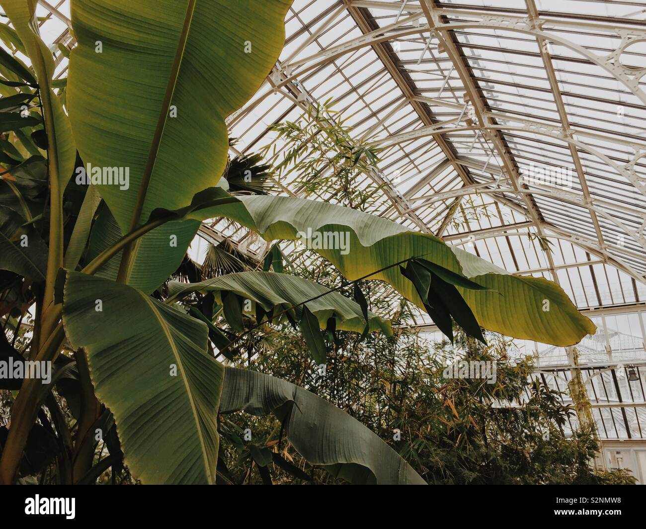 Riesigen Bananenblättern im Gewächshaus in Kew Gardens Stockfoto