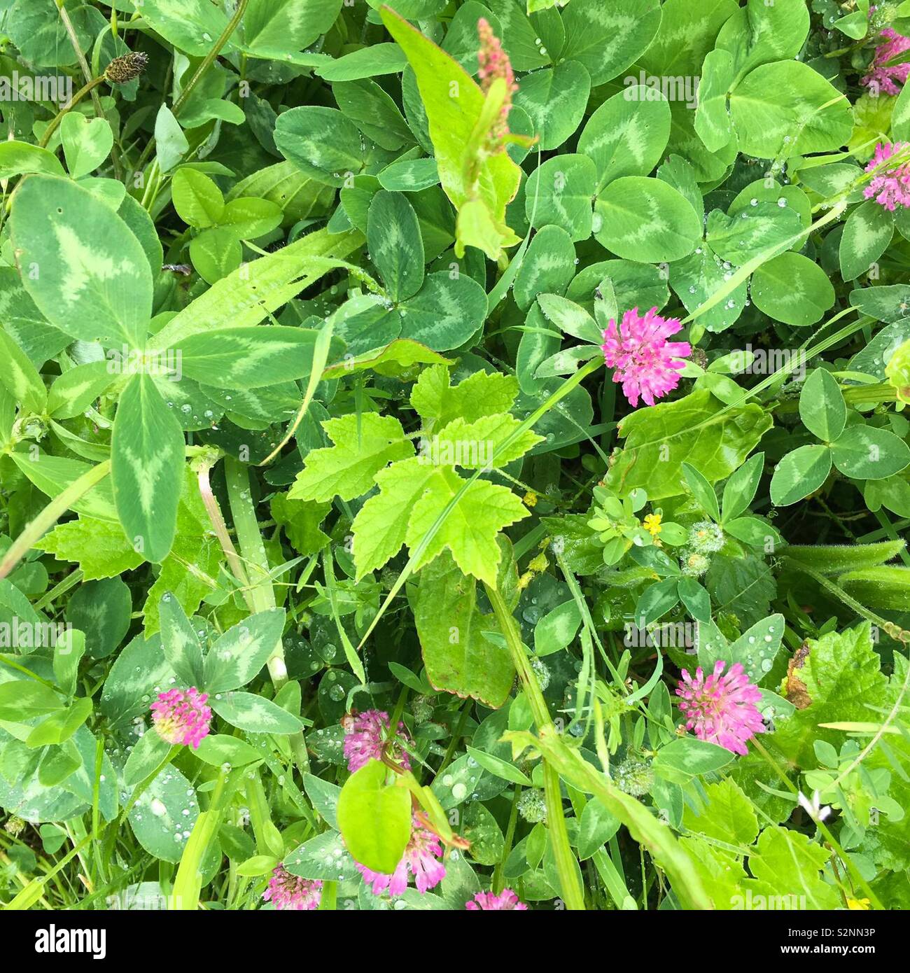 In der Nähe von wilden Pflanzen in einer Wiese im Frühjahr Stockfoto