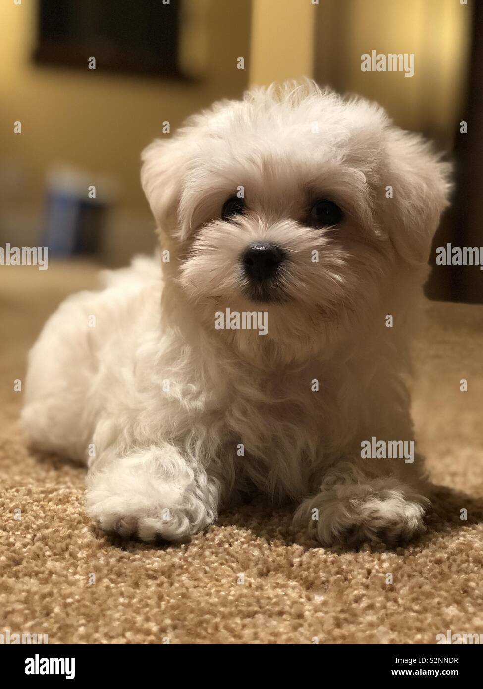 Teacup Maltese Stockfotos Und Bilder Kaufen Alamy