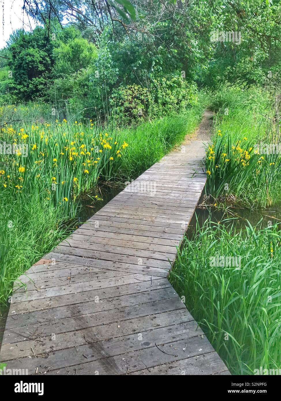 Boardwalk in einem Park in Yakima Washington. Gelbe Iris Blume wächst wild an den Seiten Stockfoto