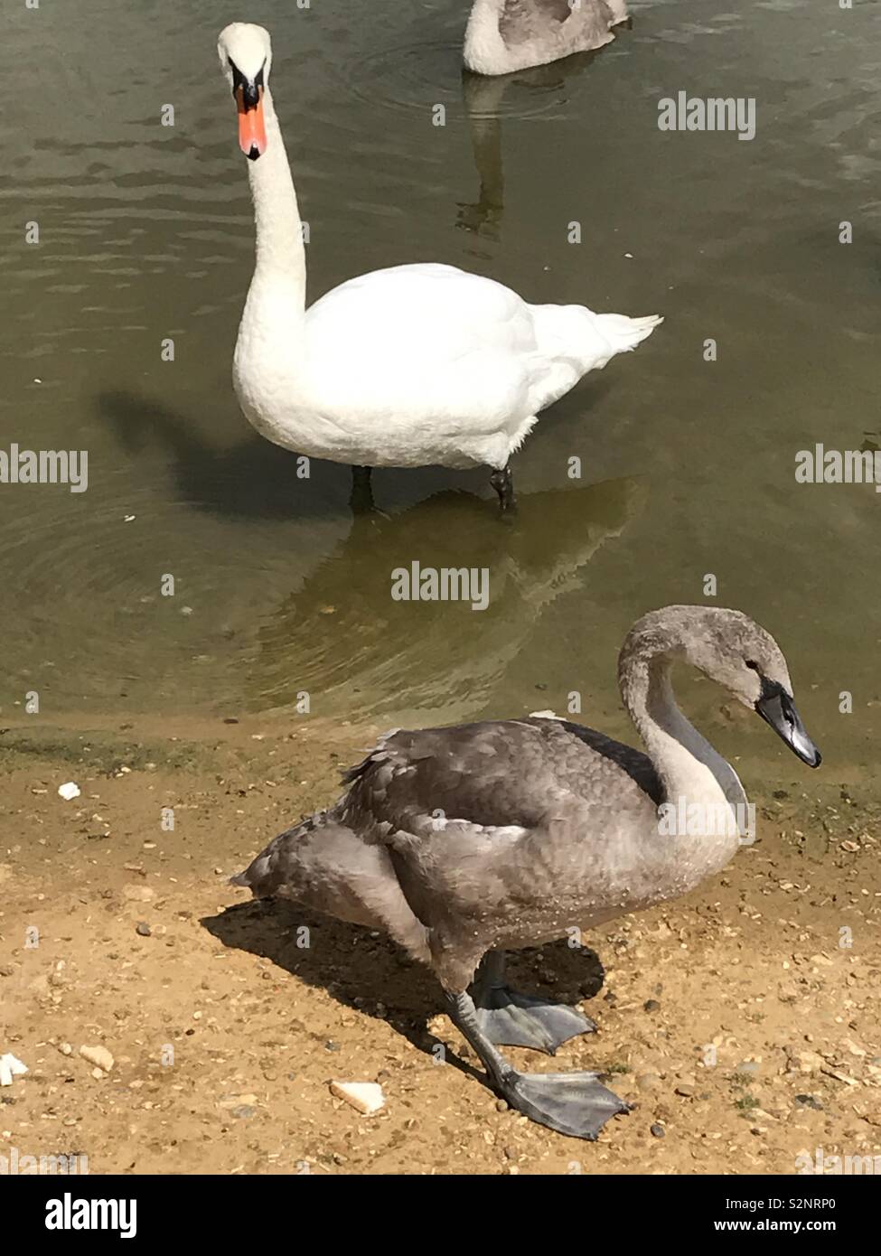 Swan und Cygnet Stockfoto