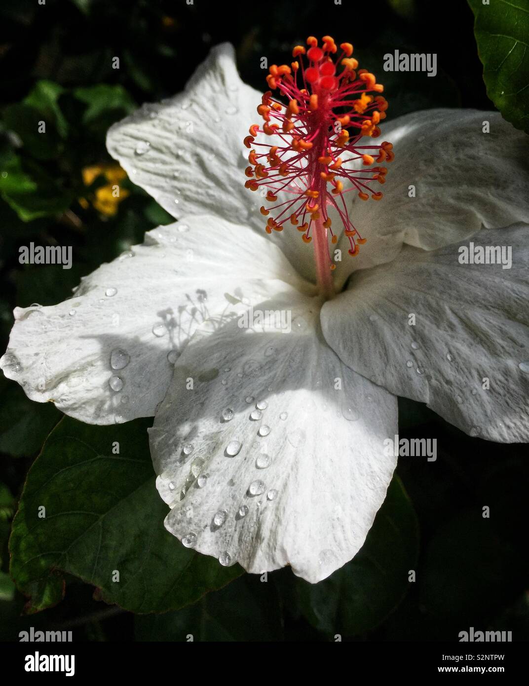 Weißer Hibiskus Blume nach einem Regenschauer mit Regen fällt auf seine Blütenblätter - Smartphone-aufgenommenes Stockfoto