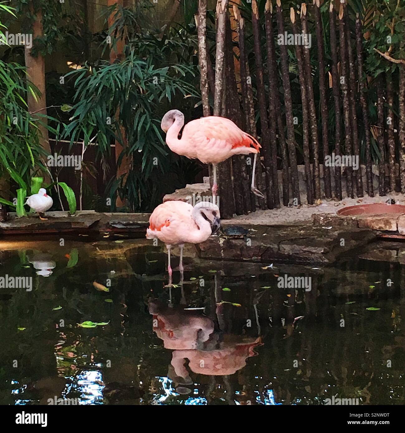 Flamingos heraus hängen in Port Zeeland, Niederlande Stockfoto