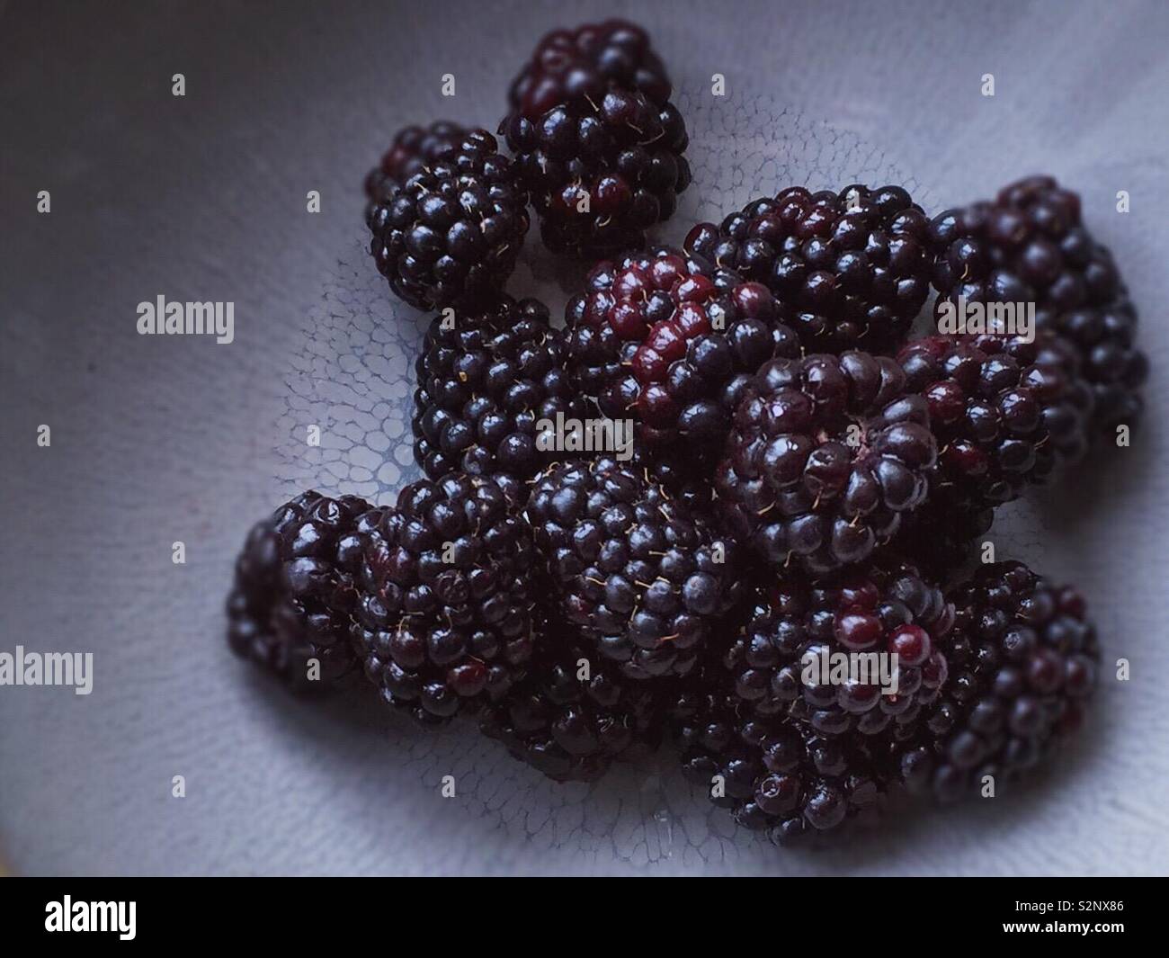 Nahaufnahme von Brombeeren auf neutralem Hintergrund - Smartphone-aufgenommenes Stockfoto