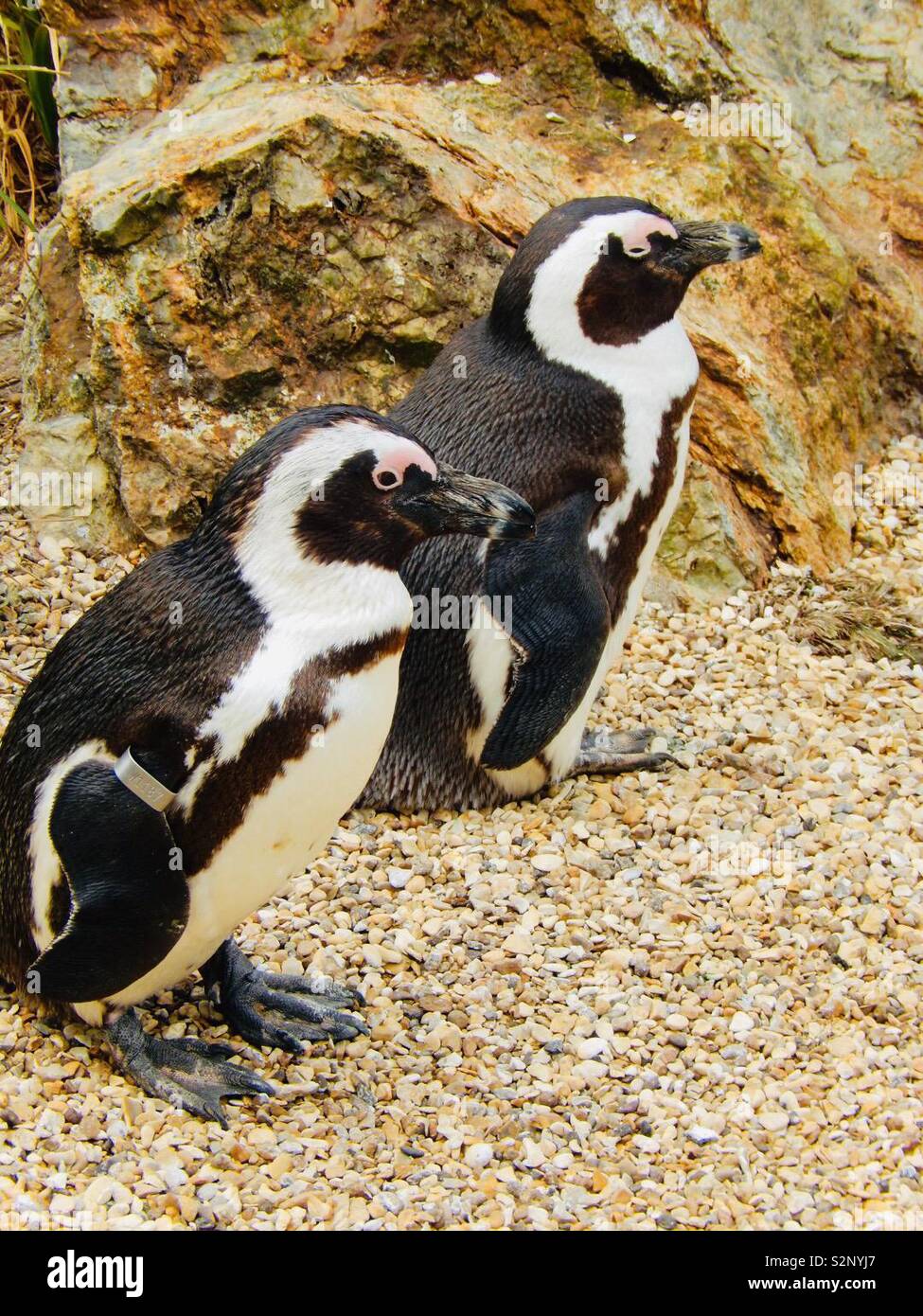 Ein paar der Afrikanischen Pinguine am ZSL Whipsnade Zoo Stockfoto