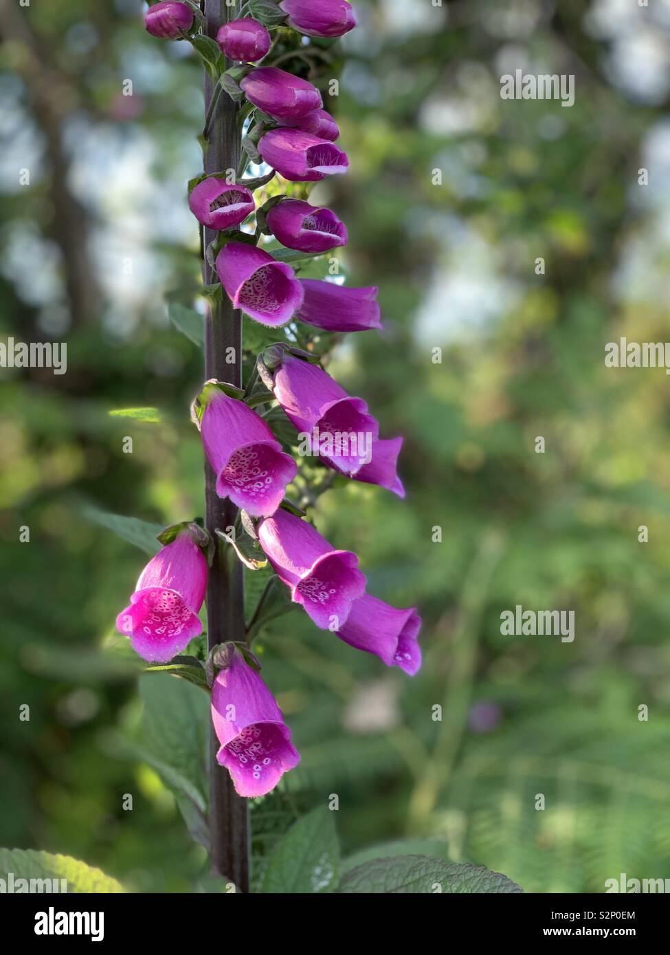 Fingerhut wächst wild in Hecke Stockfoto