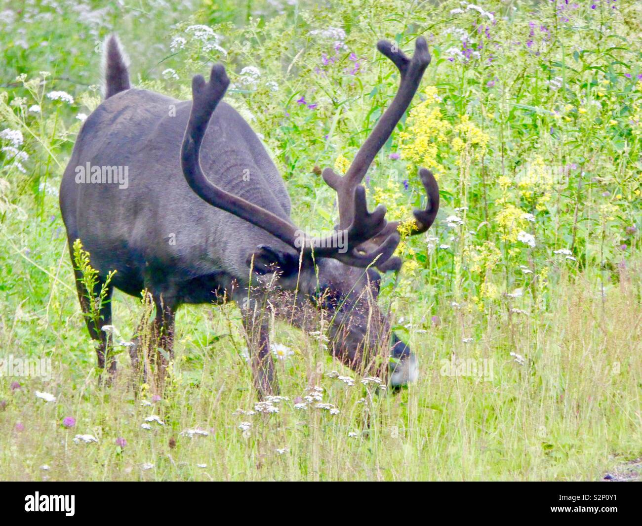 Rentier in Schwedisch Lappland Stockfoto