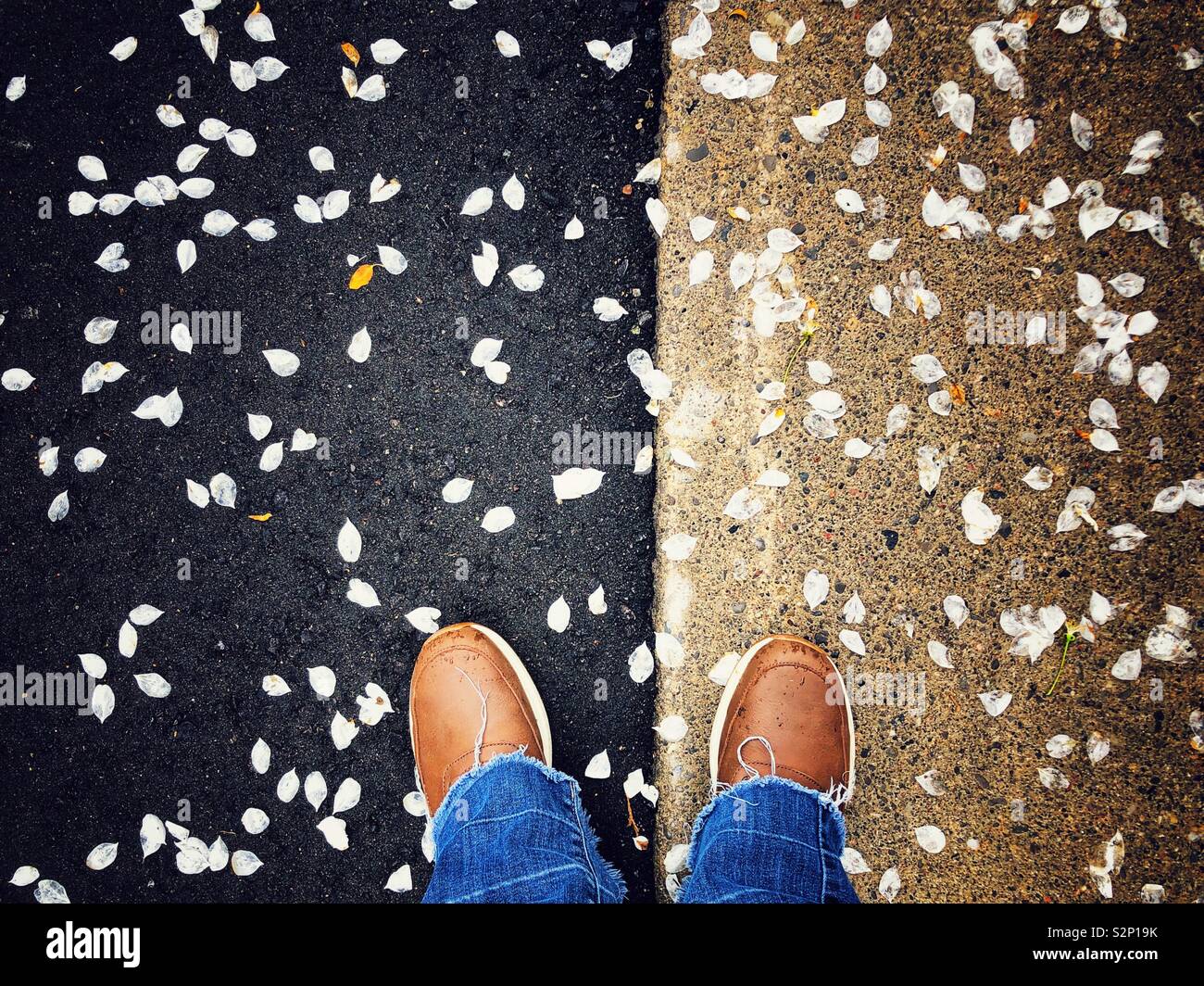 Blick nach unten an der braunen Leder Schuhe auf Beton und Asphalt in weißen Blüten bedeckt Stockfoto