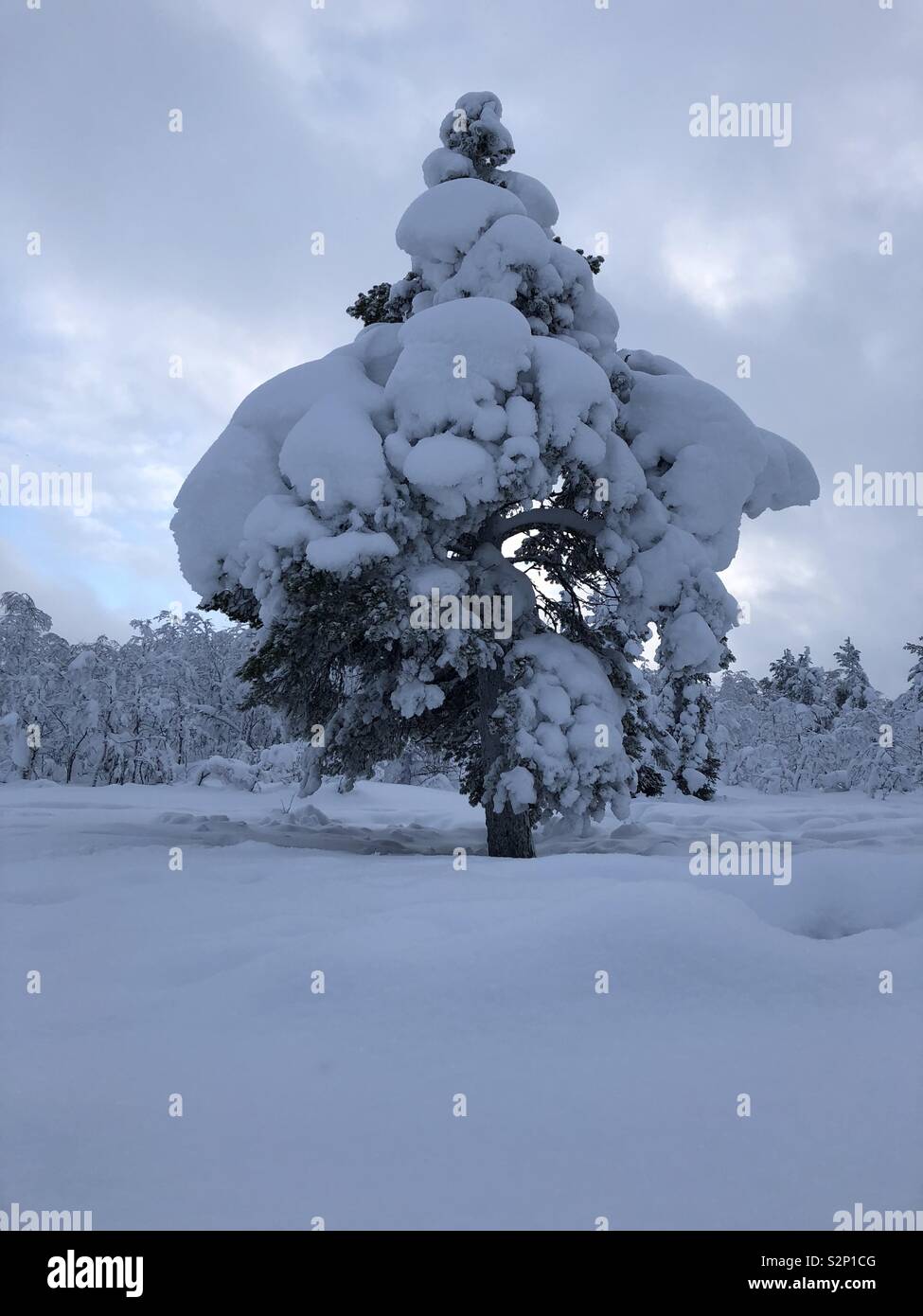 Schnee beladenen Bäumen in Schwedisch Lappland Stockfoto