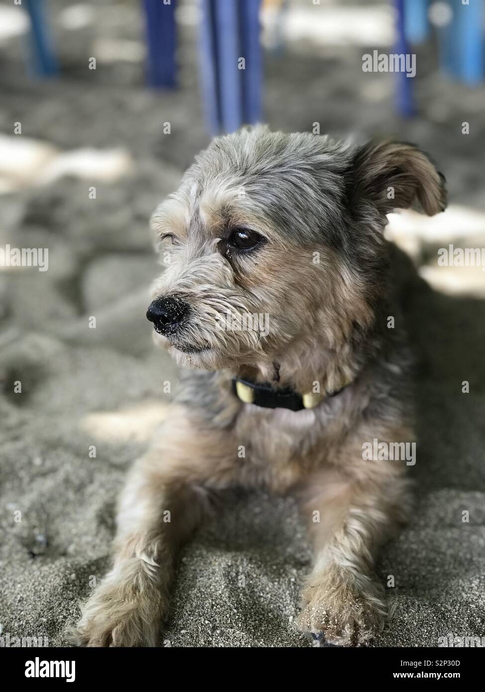 Max der Hund Stockfotografie - Alamy