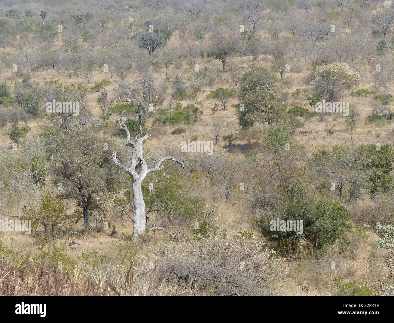 Buschfeld in Kruger Park Stockfoto