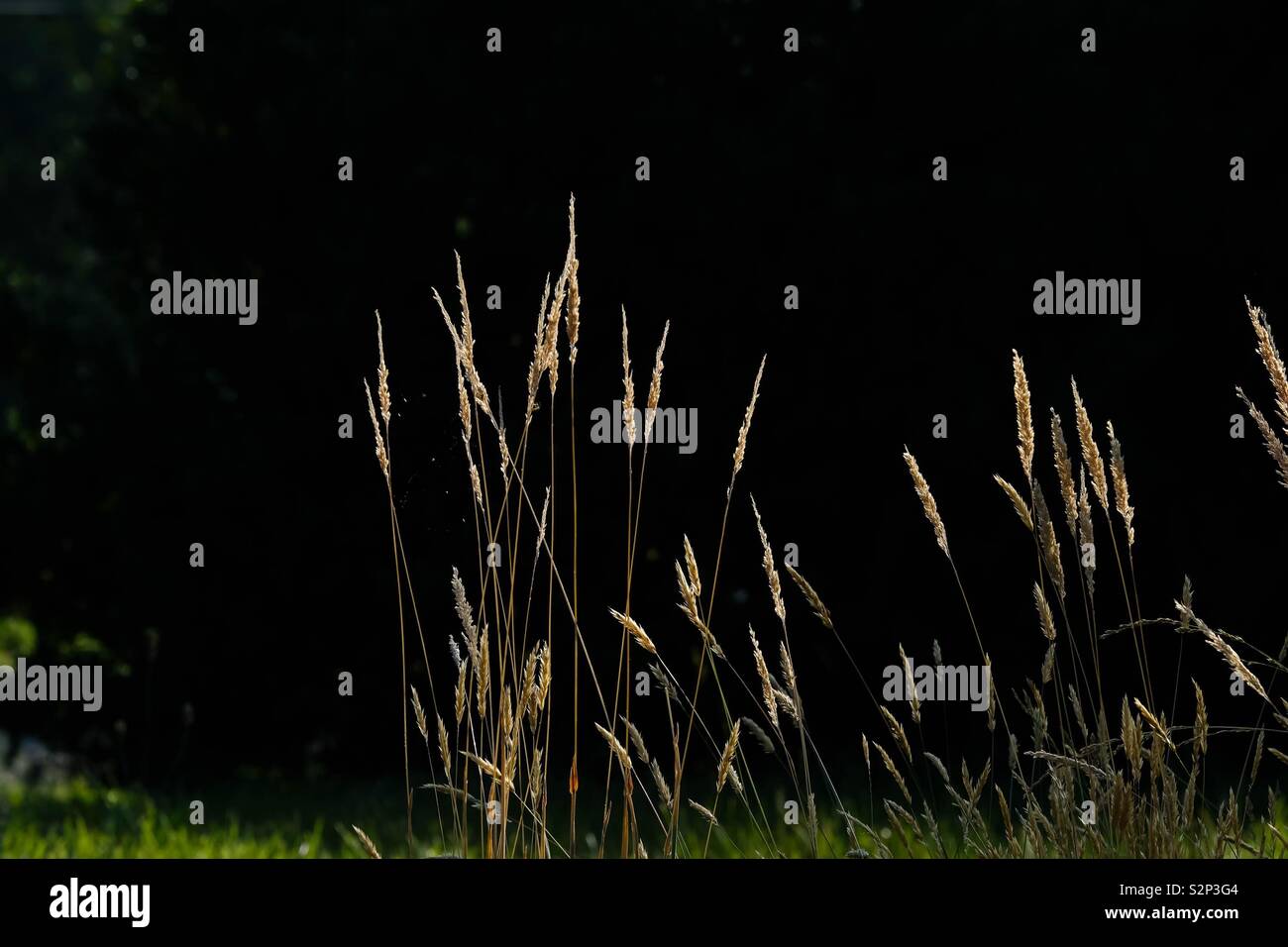 Hintergrundbeleuchtung gras Stiele, dunklen Hintergrund. Stockfoto