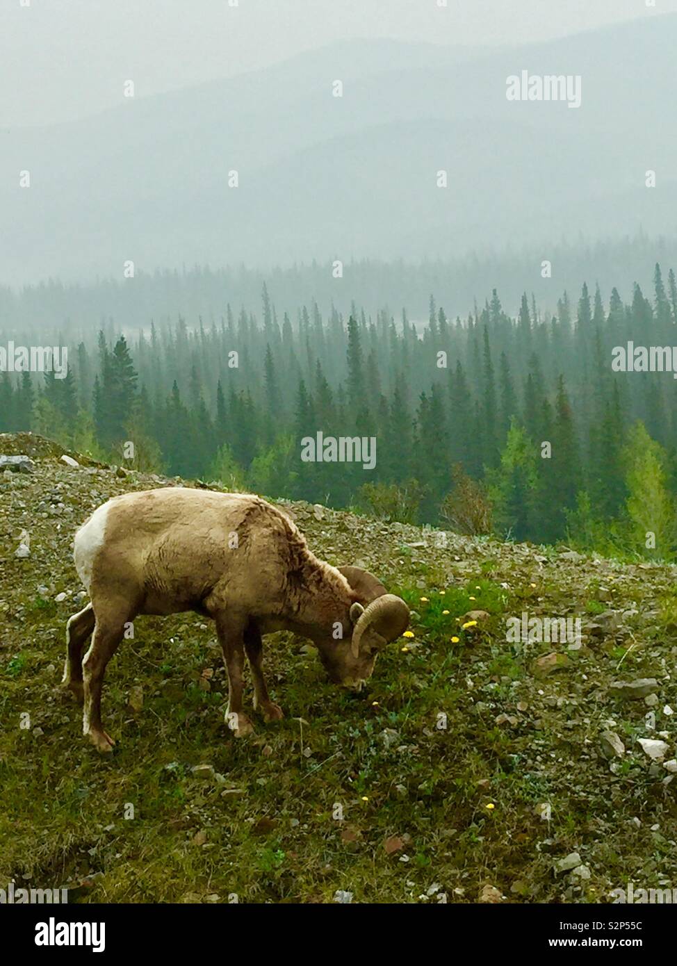 Kananaskis Country, kanadische Rockies in Alberta, Kanada, Big Horn Schafe. - Smartphone-aufgenommenes Stockfoto