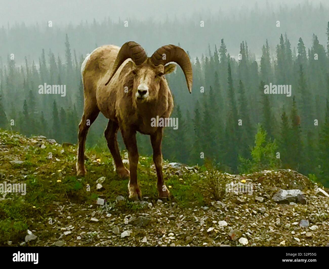 Kananaskis Country, kanadische Rockies in Alberta, Kanada, Big Horn Schafe. - Smartphone-aufgenommenes Stockfoto