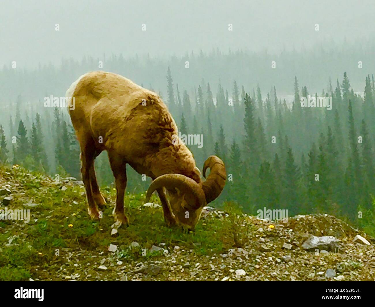 Kananaskis Country, kanadische Rockies in Alberta, Kanada, Big Horn Schafe. - Smartphone-aufgenommenes Stockfoto