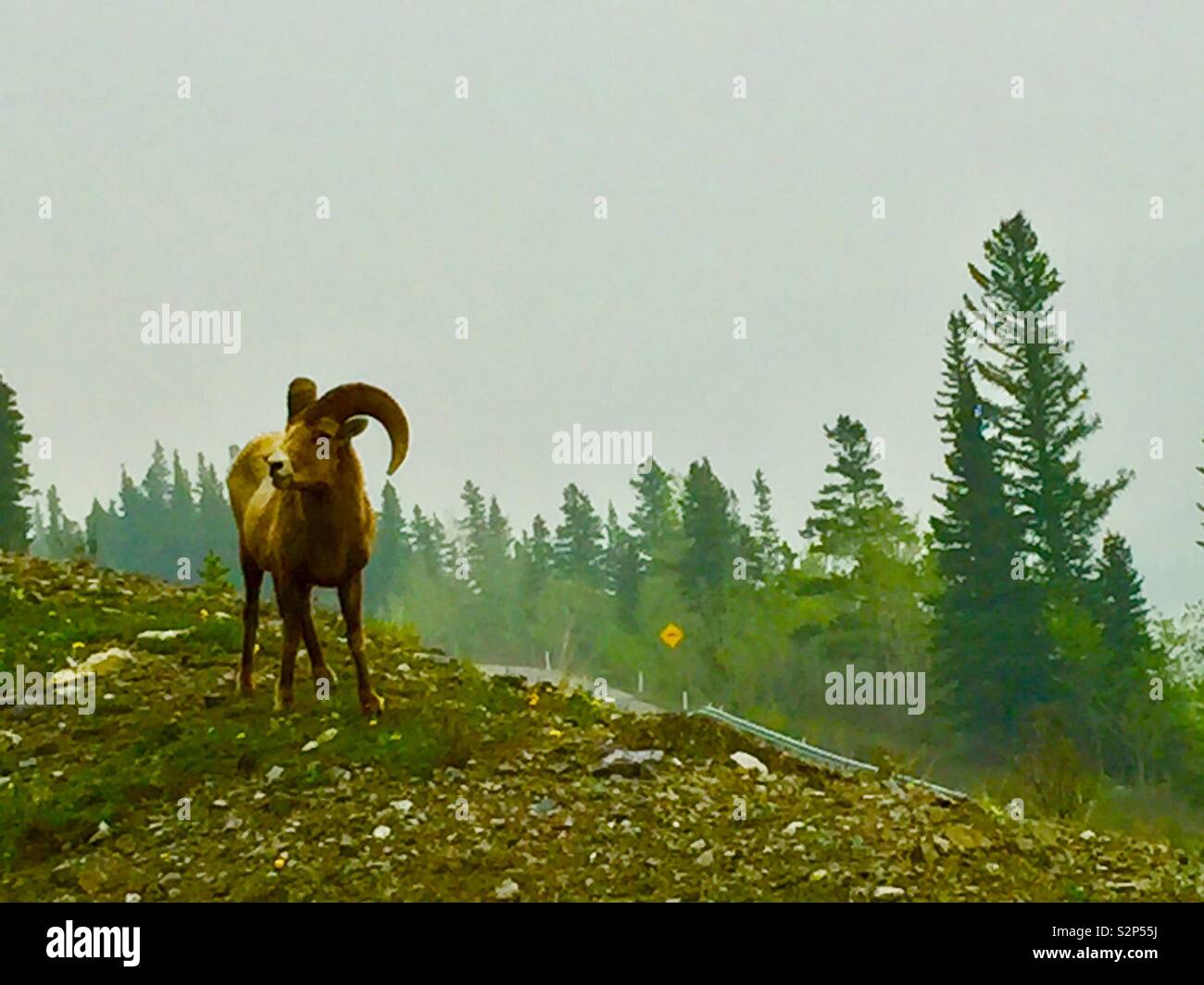 Kananaskis Country, kanadische Rockies in Alberta, Kanada, Big Horn Schafe. - Smartphone-aufgenommenes Stockfoto