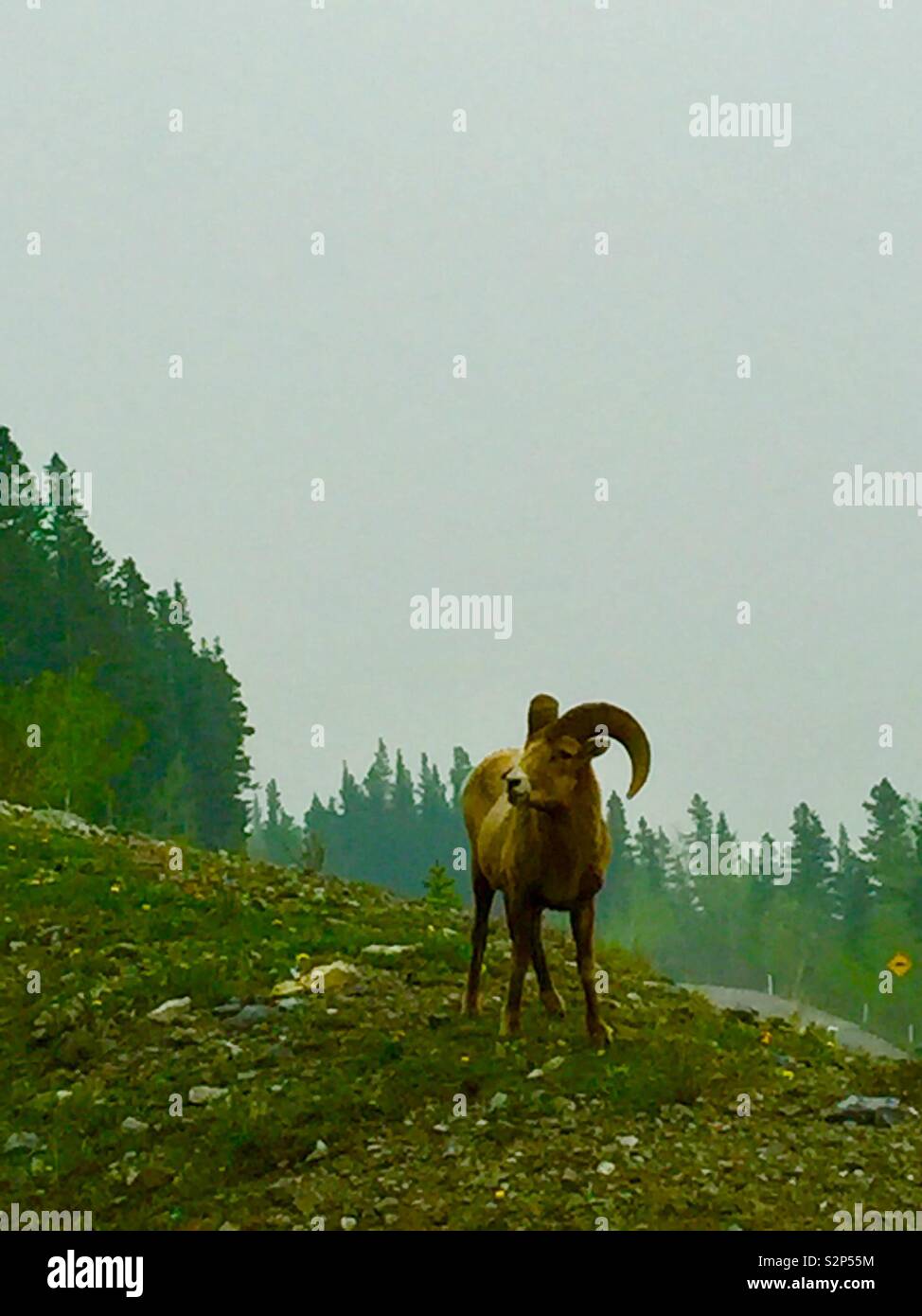 Kananaskis Country, kanadische Rockies in Alberta, Kanada, Big Horn Schafe. - Smartphone-aufgenommenes Stockfoto