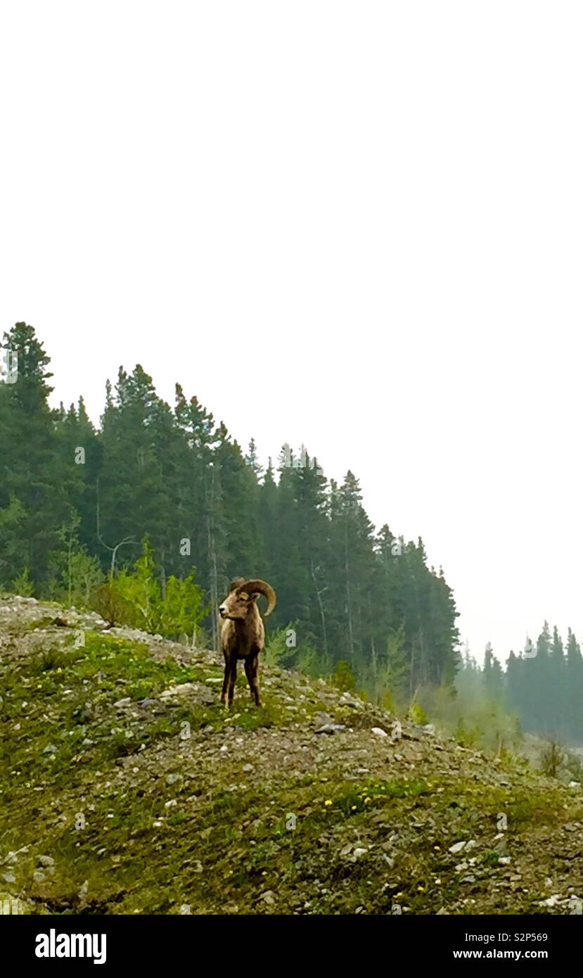 Kananaskis Country, kanadische Rockies in Alberta, Kanada, Rauchigen Tag, Big Horn Schafe - Smartphone-aufgenommenes Stockfoto