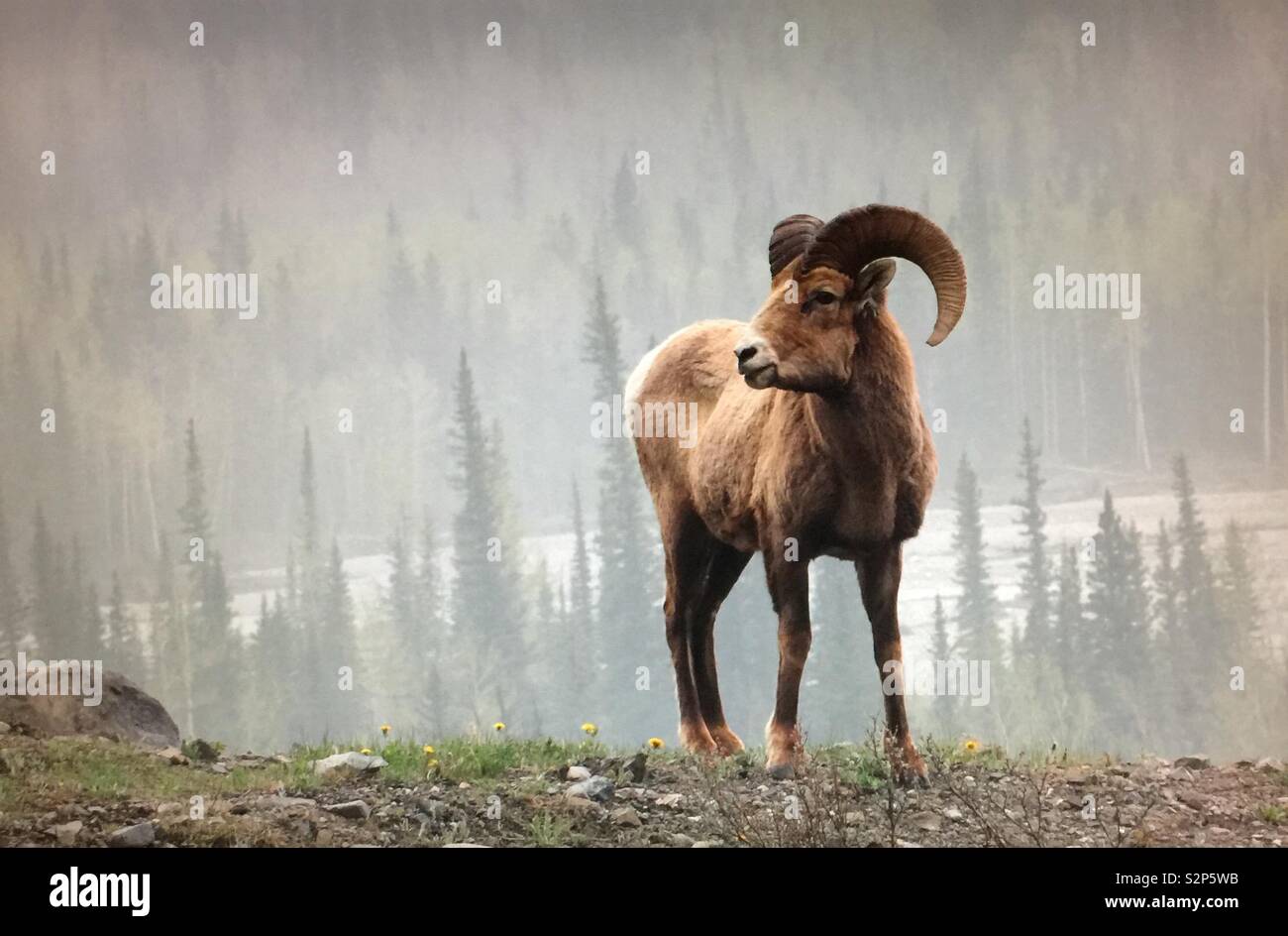Big Horn Schafe in Kananaskis Country, Alberta, Kanada - Smartphone-aufgenommenes Stockfoto