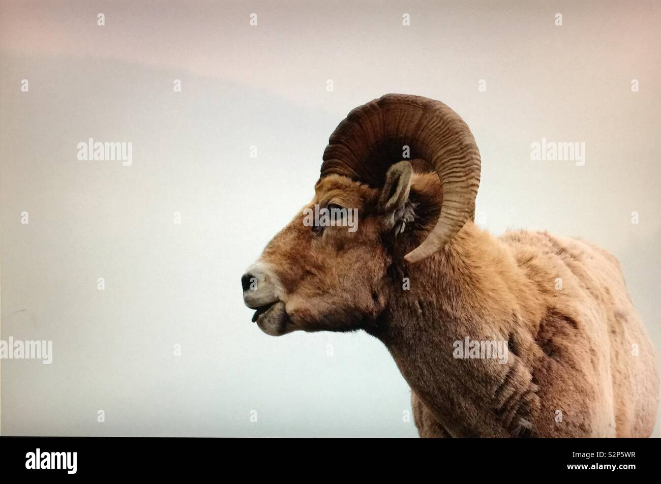 Big Horn Schafe in Kananaskis Country, Alberta, Kanada - Smartphone-aufgenommenes Stockfoto