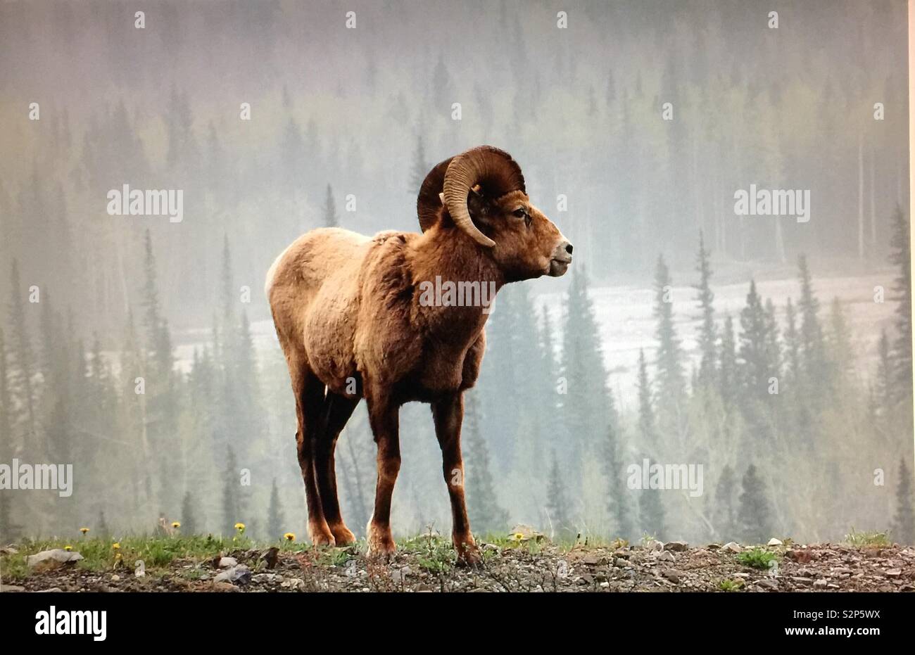 Big Horn Schafe in Kananaskis Country, Alberta, Kanada - Smartphone-aufgenommenes Stockfoto