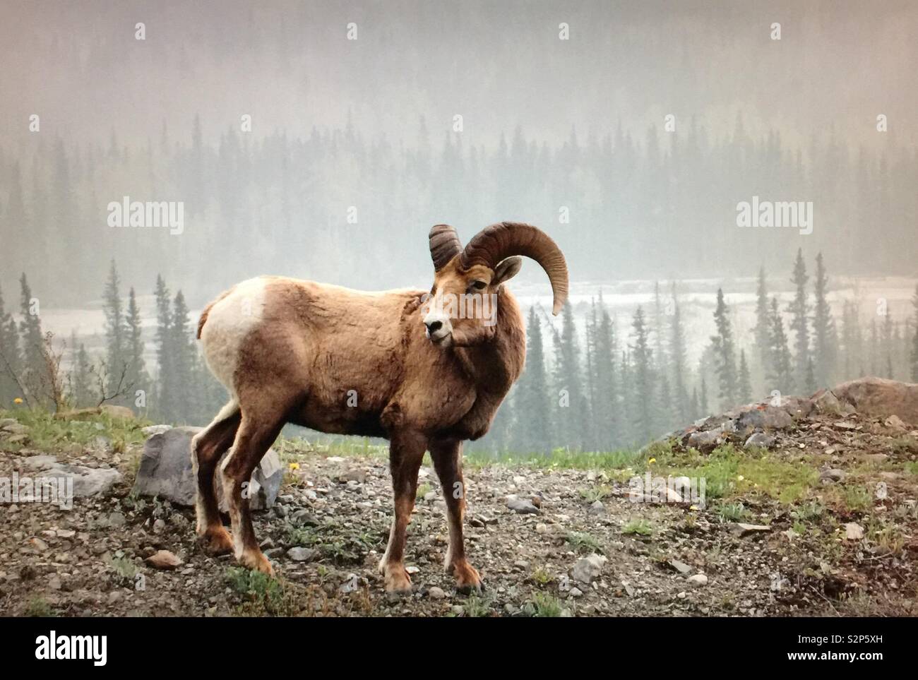 Big Horn Schafe in Kananaskis Country, westlich von Bragg Creek, Alberta, Kanada - Smartphone-aufgenommenes Stockfoto