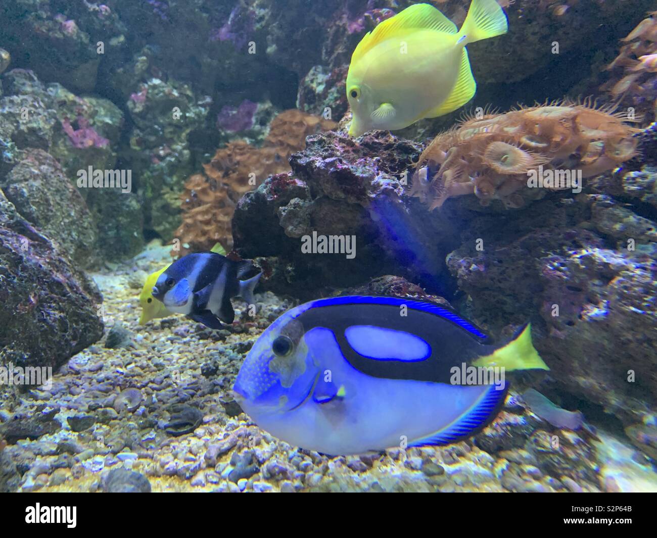 Gelbe Nasen und Regal Tang Fische schwimmen in Ihrem tropischen Meerwasseraquarium. Stockfoto
