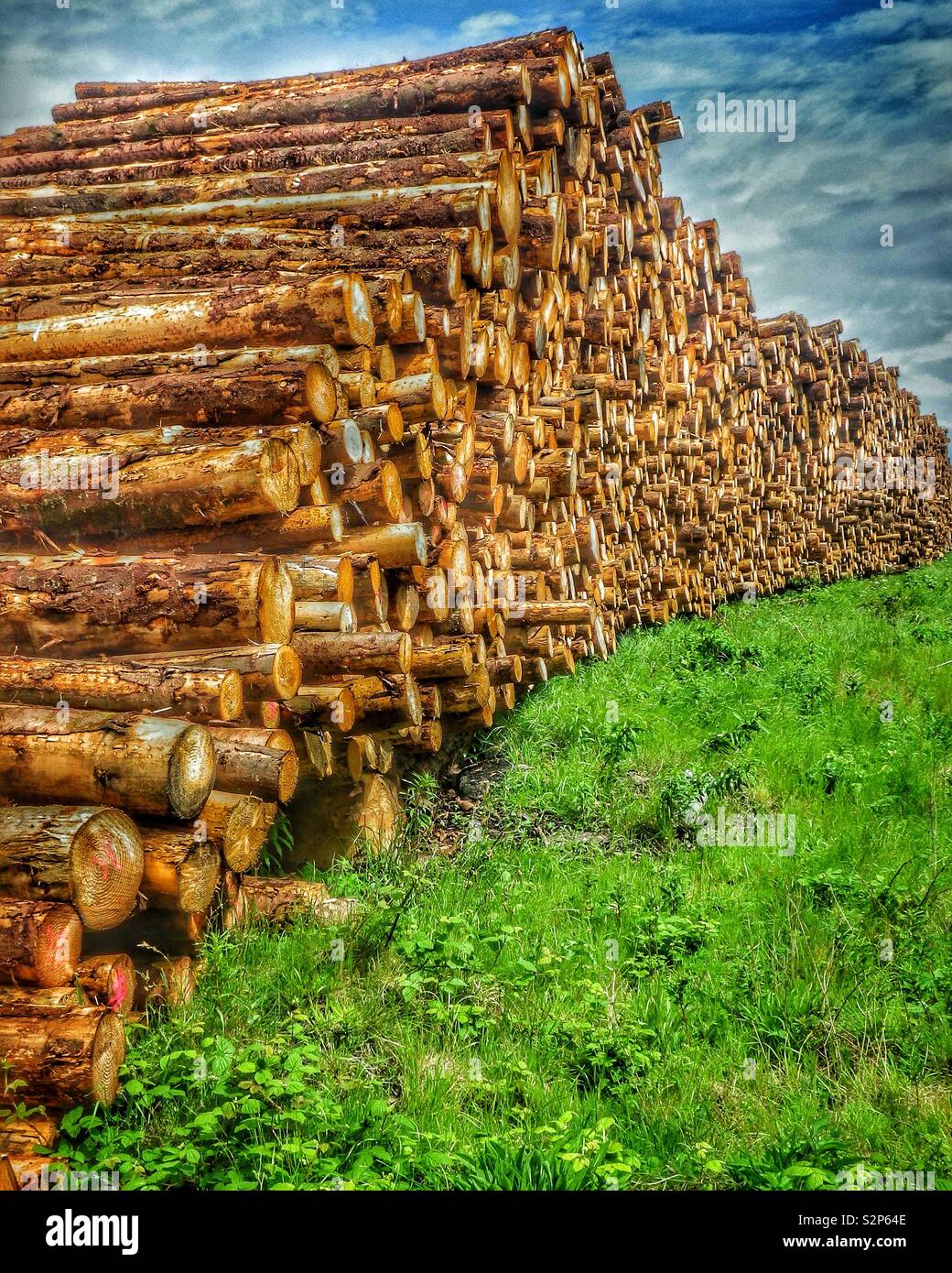 Holz Pfähle und frisch geschnitten Protokolle Stockfoto