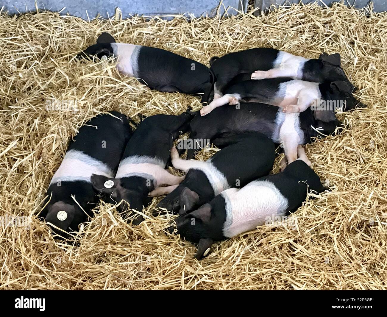 Ferkel an der Badewanne und West Show - Smartphone-aufgenommenes Stockfoto