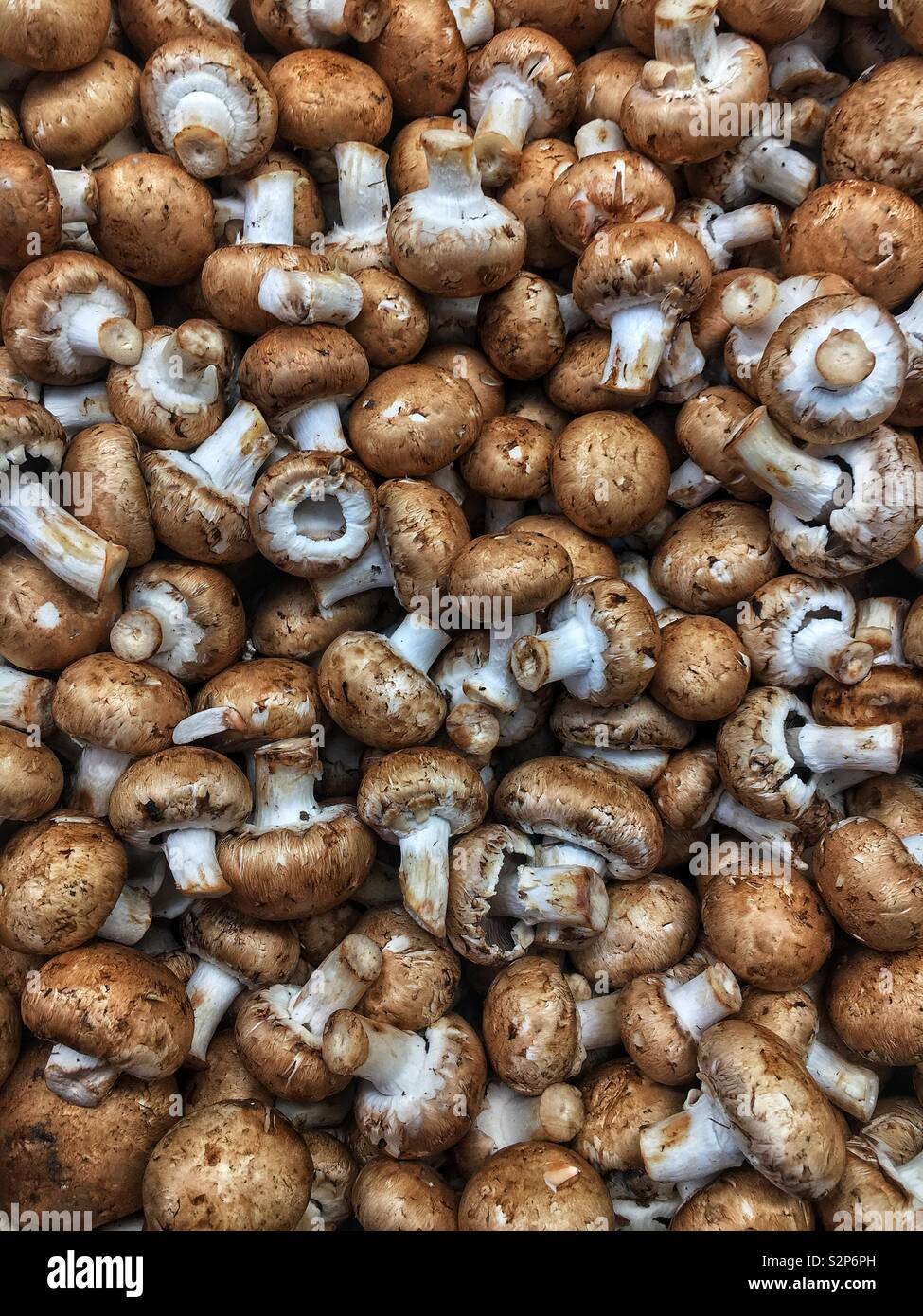 Full Frame von frische und köstliche Reife raw braune Pilze. Stockfoto