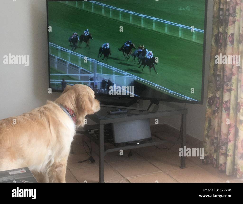 Retriever Uhren Pferderennen auf tv Stockfoto