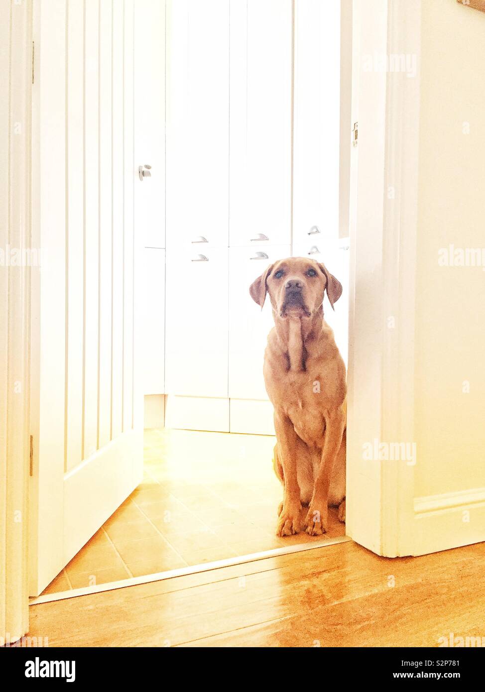 Ein niedlich und liebenswert gelben Labrador Retriever Hund sitzen in einem hellen Interieur wartet geduldig für Lebensmittel aus seinem Master Stockfoto