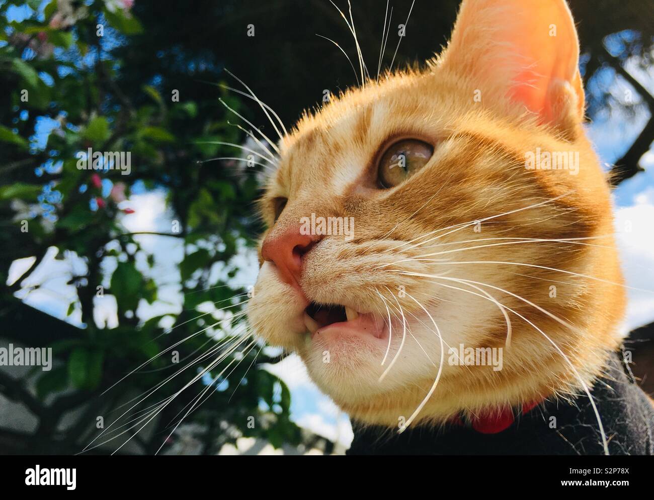 Ginger tabby Katze im Garten mit einem seltsamen Gesichtsausdruck Stockfoto