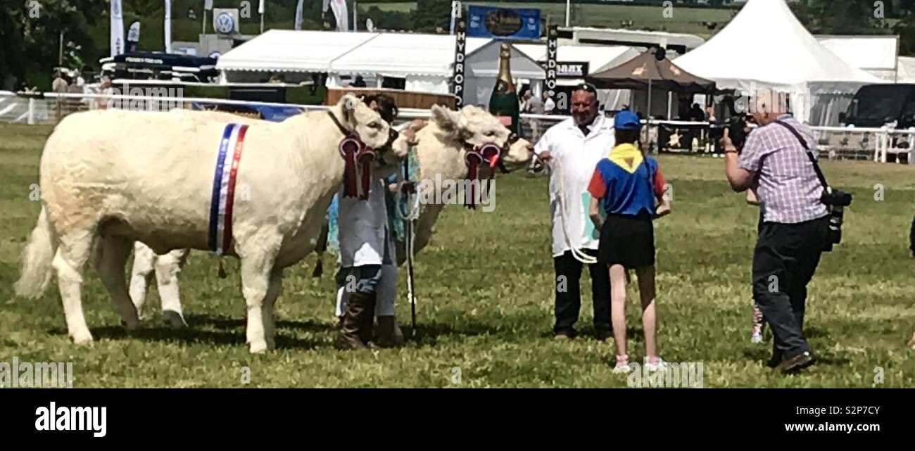 Charolais Rinder an Badewanne und West Show Stockfoto