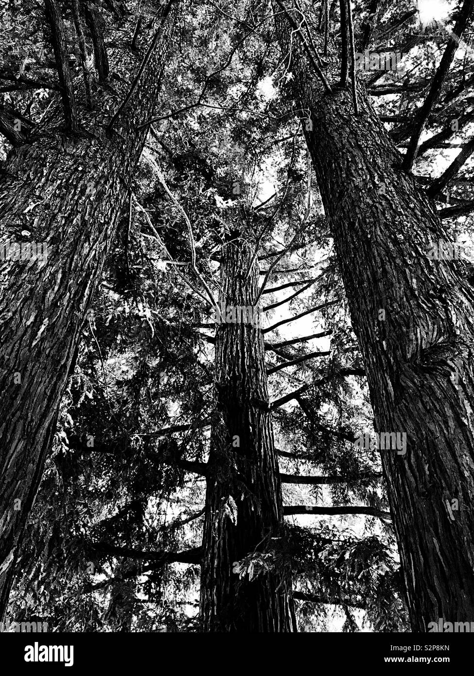 Redwood Bäume in Schwarz und Weiß Stockfoto
