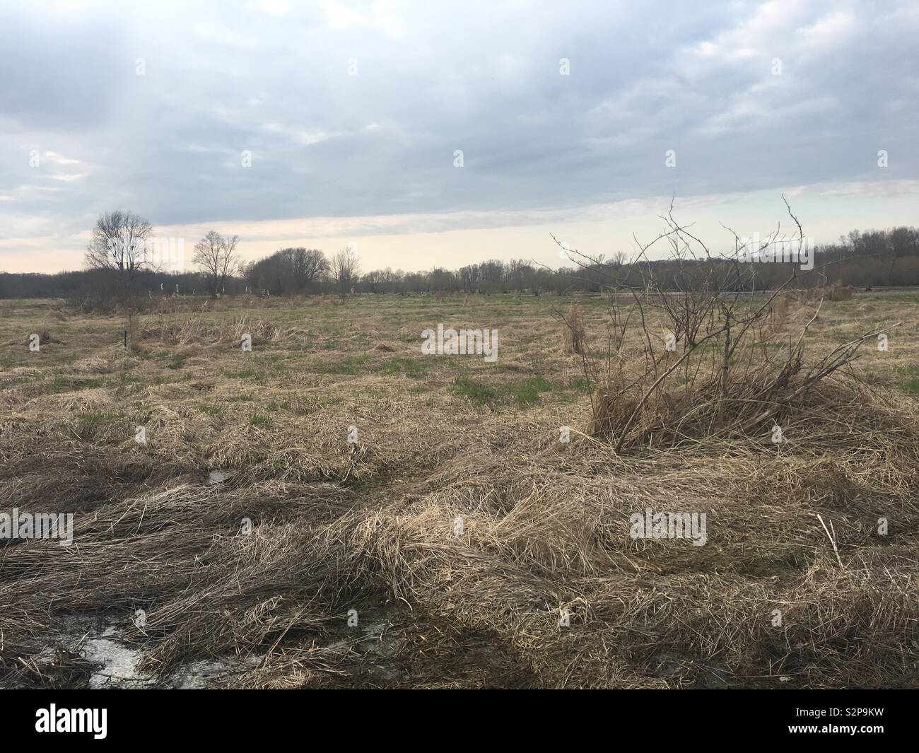 Ein Feuchtgebiet in Northeast Ohio im Frühjahr 2019. Stockfoto